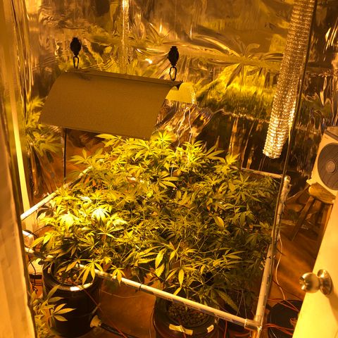 Gorilla Glue #4 growlog photo: Cambio de fotoperiodo a floración 