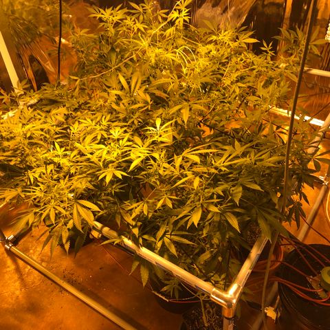 Gorilla Glue #4 growlog timeline photo