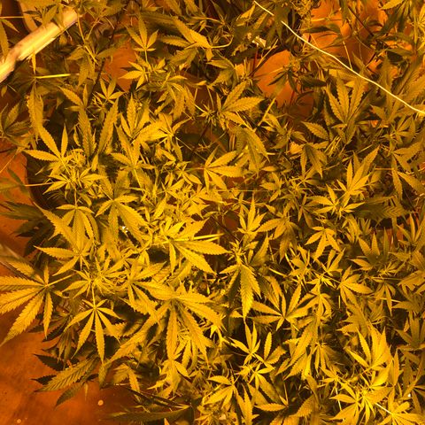 Gorilla Glue #4 growlog timeline photo