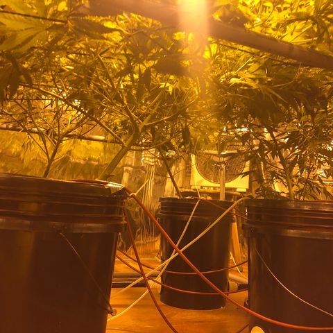 Gorilla Glue #4 growlog timeline photo