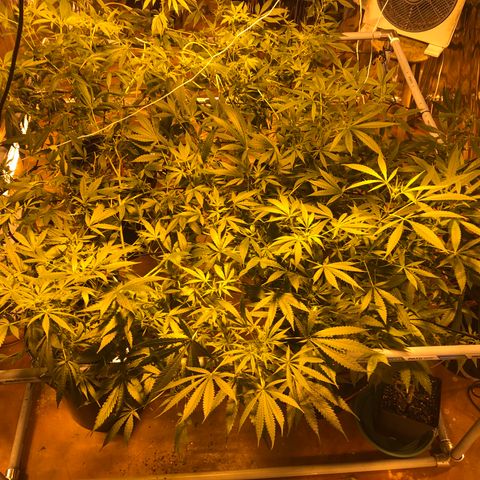 Gorilla Glue #4 growlog timeline photo