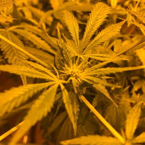 Gorilla Glue #4 growlog timeline photo