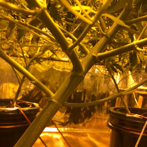 Gorilla Glue #4 growlog timeline photo