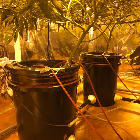 Gorilla Glue #4 growlog timeline photo