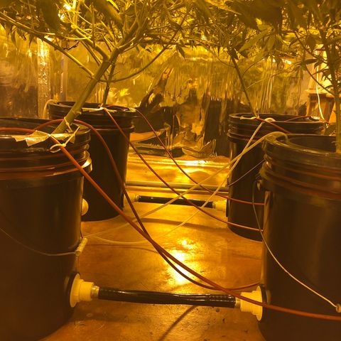 Gorilla Glue #4 growlog timeline photo