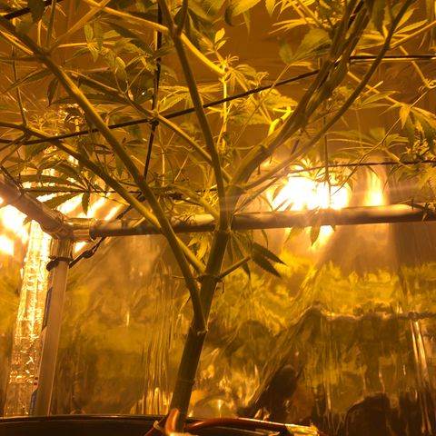 Gorilla Glue #4 growlog timeline photo