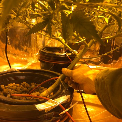 GG4 A growlog timeline photo