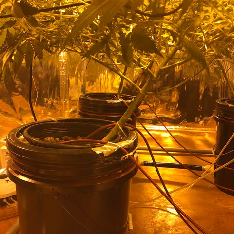 GG4 A growlog timeline photo