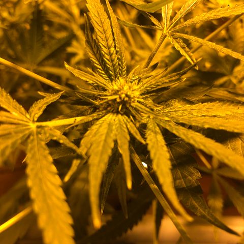 Gorilla Glue #4 growlog timeline photo