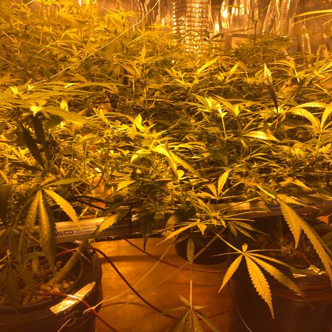 Gorilla Glue #4 growlog timeline photo