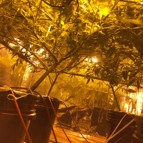 Gorilla Glue #4 growlog timeline photo