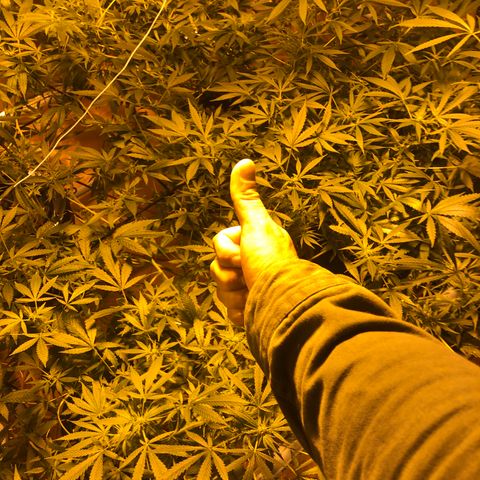 Gorilla Glue #4 growlog timeline photo