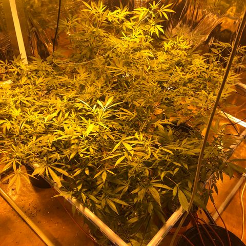 Gorilla Glue #4 growlog timeline photo