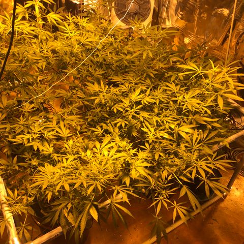 Gorilla Glue #4 growlog timeline photo