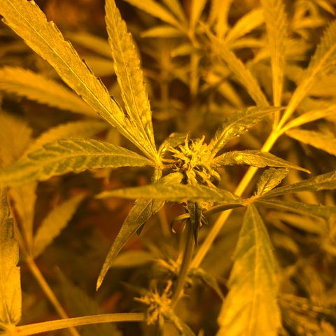 Gorilla Glue #4 growlog timeline photo