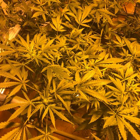 GG4 A growlog photo: Semana 4 de floración 