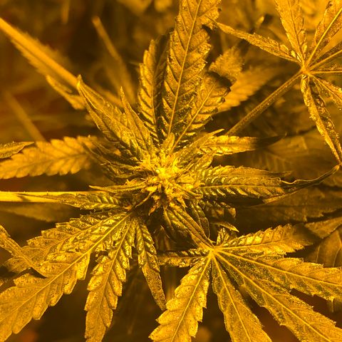 GG4 A growlog photo: Semana 4 de floración 