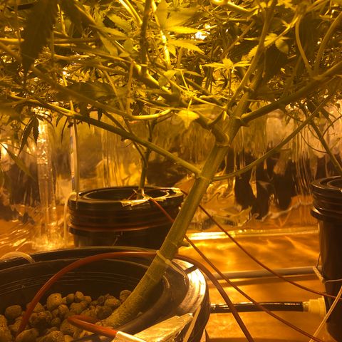 GG4 A growlog photo: Semana 4 de floración 