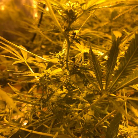 GG4 A growlog photo: Semana 4 de floración 