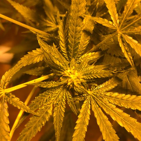 Gorilla Glue #4 growlog timeline photo