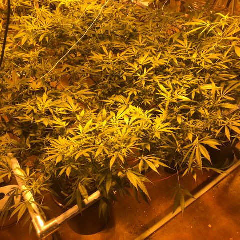 Gorilla Glue #4 growlog timeline photo