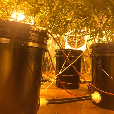 Gorilla Glue #4 growlog timeline photo