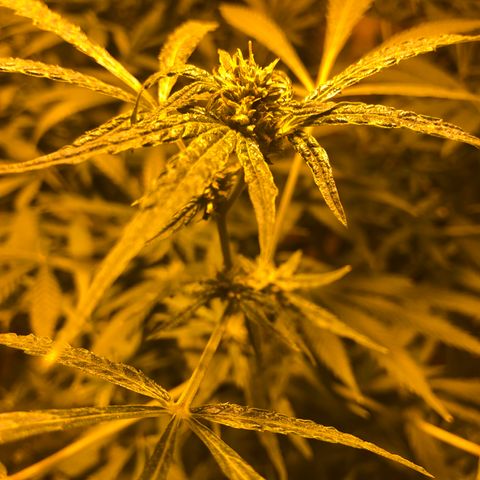 Gorilla Glue #4 growlog timeline photo