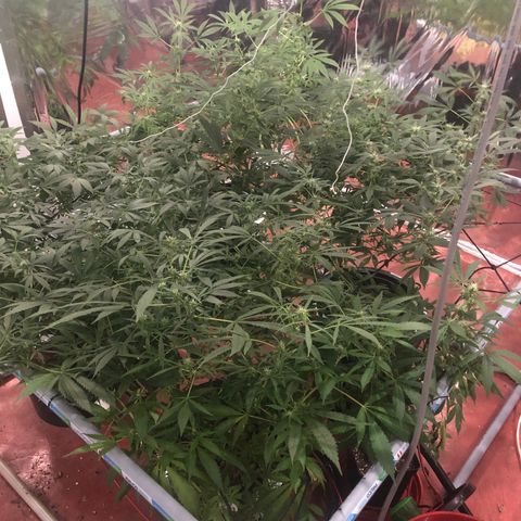 Gorilla Glue #4 growlog timeline photo