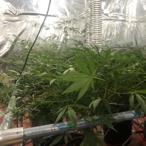 Gorilla Glue #4 growlog timeline photo