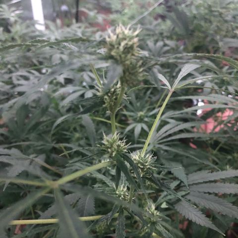 Gorilla Glue #4 growlog timeline photo