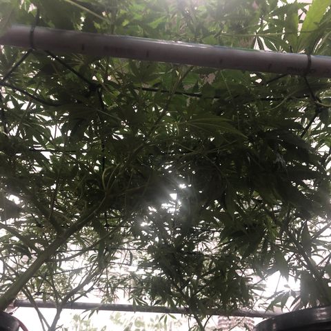 Gorilla Glue #4 growlog timeline photo