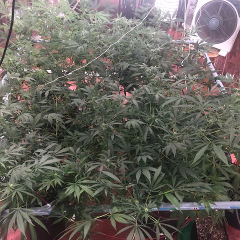Gorilla Glue #4 growlog timeline photo