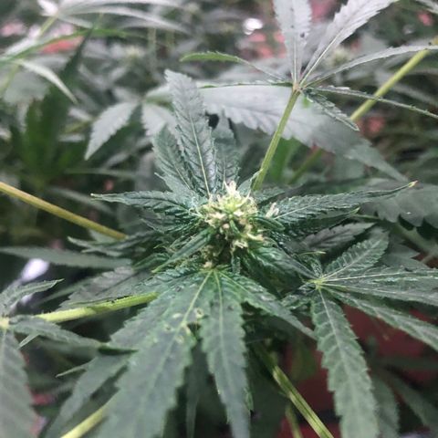 Gorilla Glue #4 growlog timeline photo