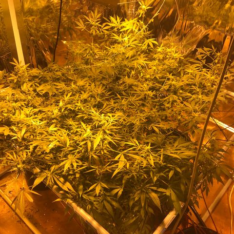 Gorilla Glue #4 growlog timeline photo