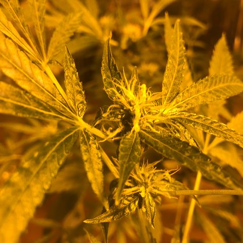 Gorilla Glue #4 growlog timeline photo