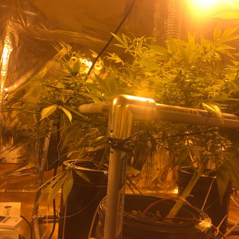 Gorilla Glue #4 growlog timeline photo