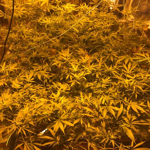 Gorilla Glue #4 growlog timeline photo