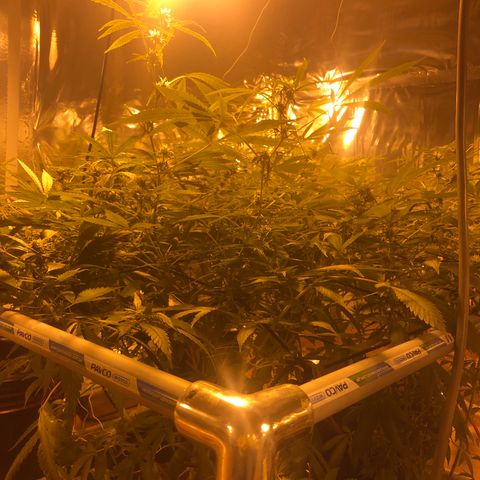Gorilla Glue #4 growlog timeline photo