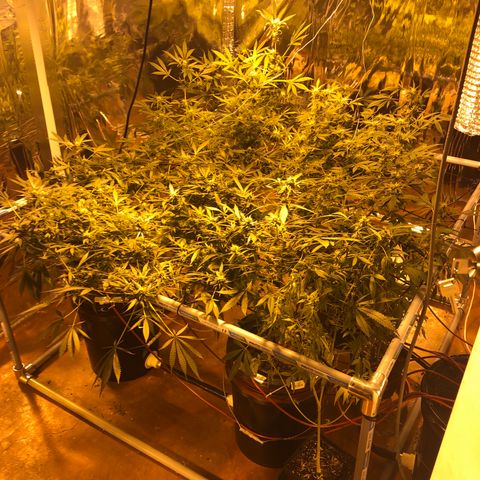 Gorilla Glue #4 growlog timeline photo