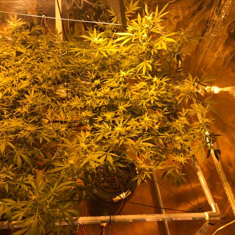 Gorilla Glue #4 growlog timeline photo
