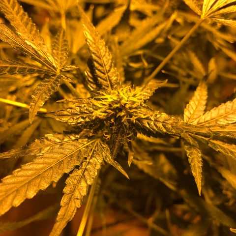 Gorilla Glue #4 growlog timeline photo