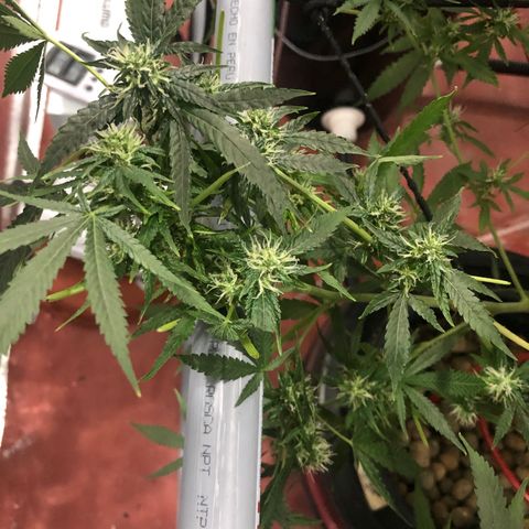 Gorilla Glue #4 growlog timeline photo