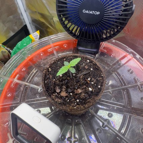 Jack Herer growlog timeline photo