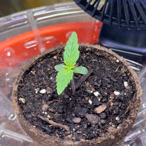 Jack Herer growlog timeline photo