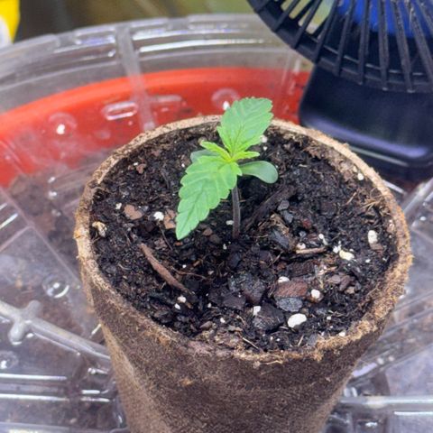 Jack Herer growlog timeline photo
