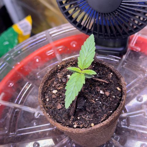 Jack Herer growlog timeline photo