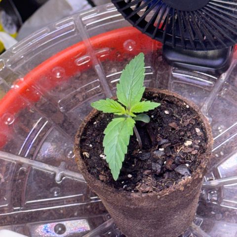 Jack Herer growlog timeline photo