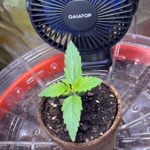Jack Herer growlog timeline photo