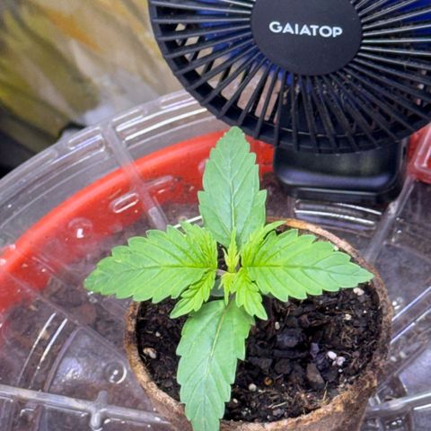 Jack Herer growlog timeline photo