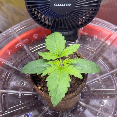 Jack Herer growlog timeline photo